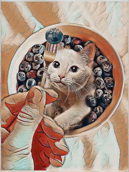 标题懒得写了  都是猫-猫咪网络