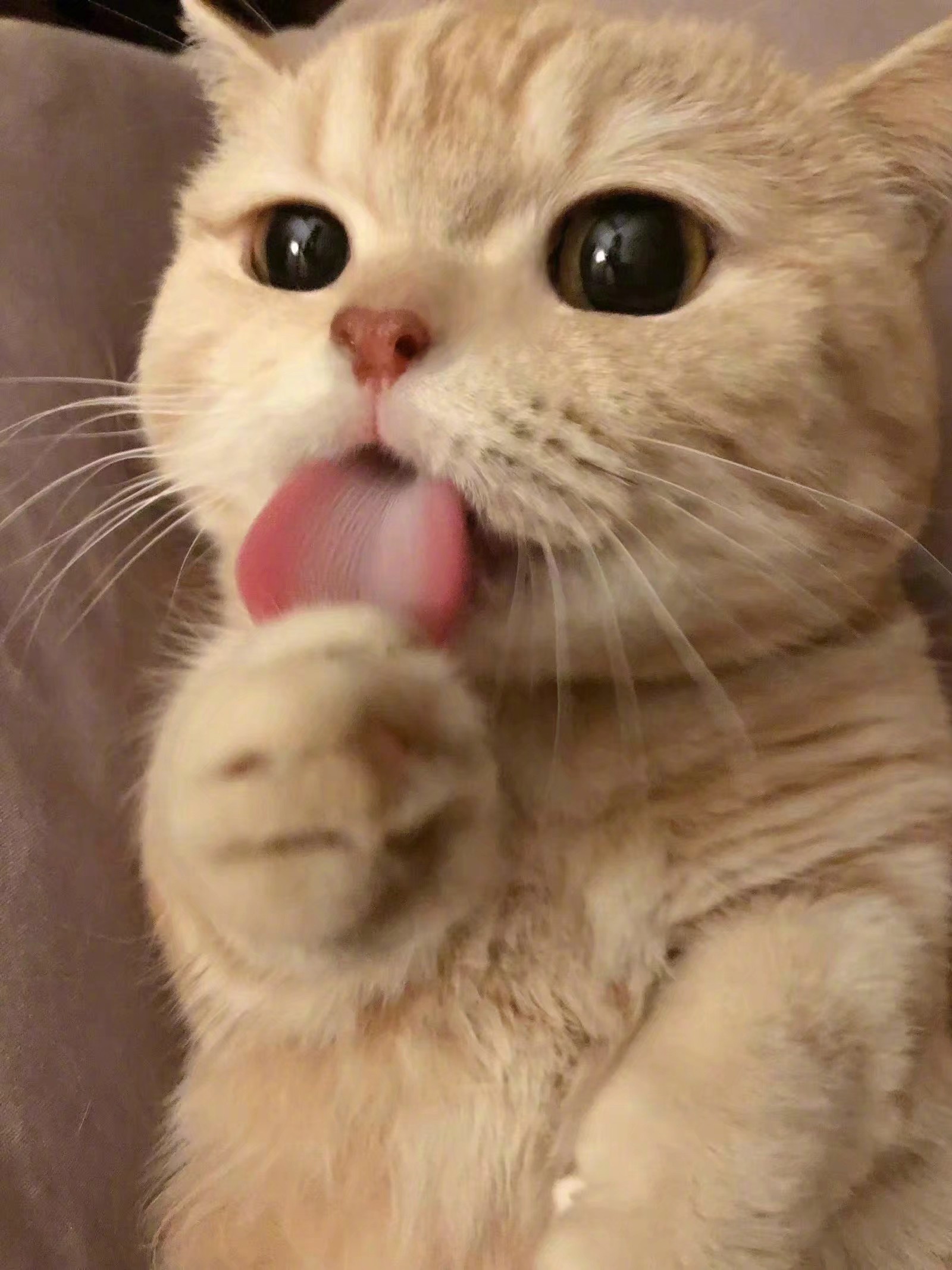 论坛话题  猫咪-猫咪网络