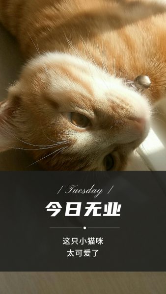 今日无业/.水文章/摆烂小猫.-猫咪网络